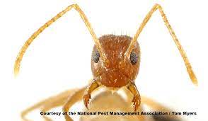 Trust the professionals to get the job done right the first time! Crazy Ants Feed Primarily On Live And Dead Insects Seeds Fruits And Honeydew They Are Found Throughout The U S But Are C Ants Ant Species Bugs And Insects