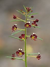 Image result for Cleome bororensis
