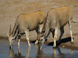 Check out our top 8 list of african animals with horns. Antelope Mammal Britannica
