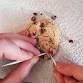 Cookie Fossil Dig