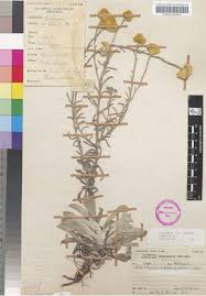 Image result for Helichrysum subglomeratum