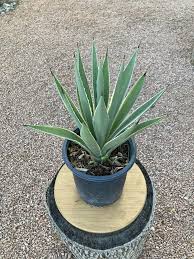 Image result for Agave