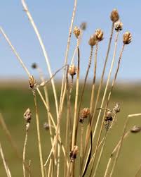 Image result for Eleocharis atropurpurea