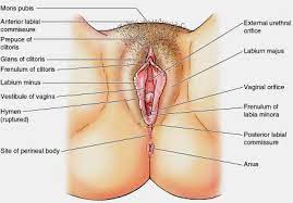 Cats have a cranium, limbs and abdomens. Bbc Future The Case For Renaming Women S Body Parts Femuscleblog