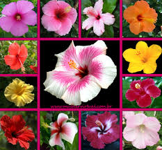 Resultado de imagem para flor de graxa