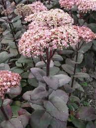 12 Robuste Stauden Fur Den Garten Garten Pflanzen Garten Bepflanzen Garten Anpflanzen