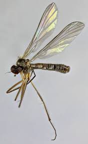 Image result for Trichopteryx stolziana
