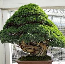 How to grow a bonsai tree. Stunning Bonsai Plant Design Ideas For Garden 12 Indoor Bonsai Tree Bonsai Tree Bonsai Forest