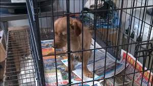 Hours may change under current circumstances Pet Guardian Angel Welfare Association In El Paso Youtube