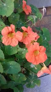 Pin On Flowers