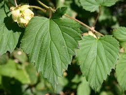 Der hopfenpollen wird zum beispiel über den wind transportiert. Hopfen Humulus Lupulus Baumschule Horstmann