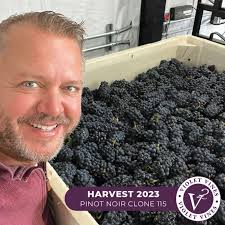 3 years in the making and it is finally here! 🎉 Today at our estate  vineyard we harvested for the first time our Pinot noir Clone 115 🍇 that  we planted in