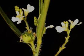 Image result for Caperonia serrata