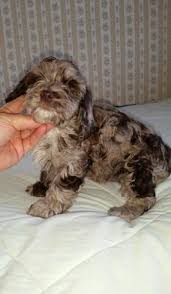 Check spelling or type a new query. Cockapoo Puppy For Sale Adoption Rescue For Sale In Rootstown Ohio Classified Americanlisted Com