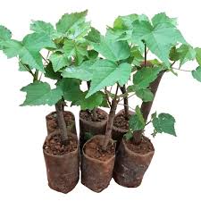 Image result for Dombeya lastii