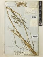 Image result for Andropogon amethystinus