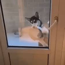 18 Fantastically Derpy Animal Gifs To Get You Ready For The New Week I Can Has Cheezburger Sillydog Funny Animals Animal Gifs Cute Animals