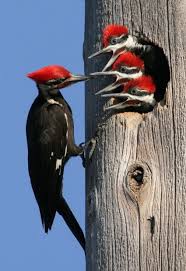 The Pileated Woodpecker Is One Of The Biggest Most Striking Forest Birds On The Continent They Dig Characteristically Pet Birds Beautiful Birds Pretty Birds