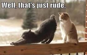 Wear Your Sarcasm Charms For People And Pets Project Sarcasm Funny Cat Photos Funny Cat Pictures Funny Cats