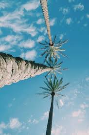 Loubis And Champagne Summer Vibes Palm Trees Photo