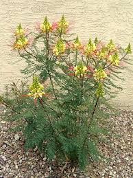 Bird Of Paradise Bush Arizona Caesalpinia Gilliesii Bird Of Paradise Bush World Of Flowering Plants In 2020 Plants Trees To Plant Planting Flowers