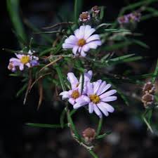 Image result for Athrixia