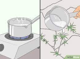 Any chemical carries some health hazards, and some studies now say that glyphosate is likely a cancer risk when absorbed, inhaled or ingested. 3 Simple Ways To Remove Weeds From Cracks Wikihow