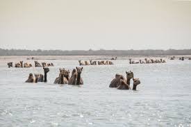 He saw his beautiful back was puffing up. Where Camels Take To The Sea Hakai Magazine
