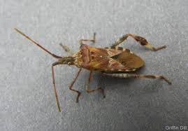 Bed bug control is a coordinated effort between you and your pest control professional. How To Get This Stink Bug Relative Out Of Your House Without Setting Off Its Smell