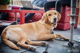 New billboards without joe camel will start appearing this week. 16 Dogs Of Crankworx Whistler Pinkbike