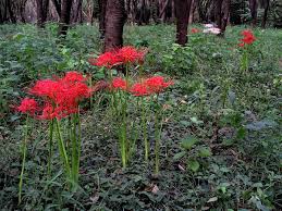 Check spelling or type a new query. Lycoris Radiata Wikipedia