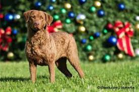 Image result for "Chesapeake bay retriever"