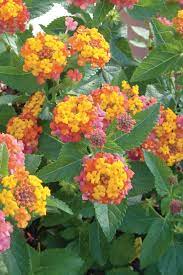 Pin On Gardening