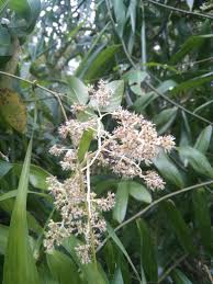 Image result for Flagellariaceae