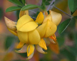 Image result for Crotalaria capensis