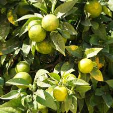 Image result for Citrus × aurantium