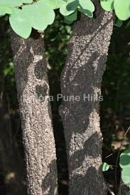 Image result for Cleistanthus schlechteri