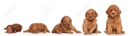 Poodle mixes combine a standard, miniature, or toy poodle with another pure bred dog. Miniature Poodle Puppy Growing 2 Days 2 Week 3 Week 4 Week Stock Photo Picture And Royalty Free Image Image 23734719