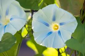 Or the morning glory vine will drape gracefully over an old stump, rock pile, fence or shed, transforming an eyesore into a. Tips On Growing Beautiful Morning Glory Garden Lovers Club