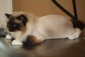 There are 549 lion cut cat for sale on etsy, and they cost $9.58 on average. What Is A Lion Cut Cat Naps Cattery
