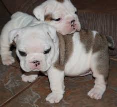 Ukpets found the following english bulldog for sale in the uk. Pin On English Bulldog