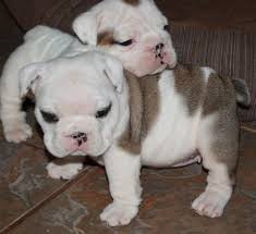Great for a loving family, the english. Miniature English Bulldog Puppies For Sale Sacramento Ca Miniature English Bulldog English Bulldog Puppies Bulldog Puppies