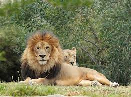 African Lions Izu And Oshana African Lion Lions Live Lions