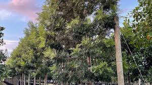 Image result for Grevillea robusta