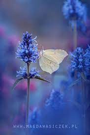 Pin De Carol Alexander En Butterflies Arte De La Naturaleza Flores Bonitas Alas De Mariposa