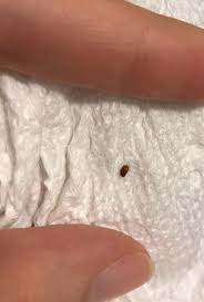 Check spelling or type a new query. Identifying Tiny Brown Oval Bugs Thriftyfun