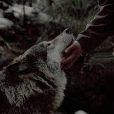 Check out our list of the best aesthetic minecraft skins. Pin By Alina On Nasilie I Romashki Werewolf Aesthetic Wolf Animals