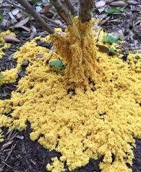 Watching this yellow slime mold move on its prey is the most mesmerizing attack you'll see today. Did The Dog Throw Up In Your Mulch Or Is That Just Slime Mold