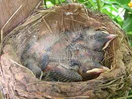 Check spelling or type a new query. Baby Robin In The Nest