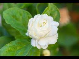 Flowers Name In English Pictures Videos Charts Ira Parenting